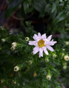 Aster dumosus krzaczasty Schneekissen