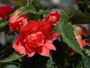 Begonia zwisająca Belleconia Salmon