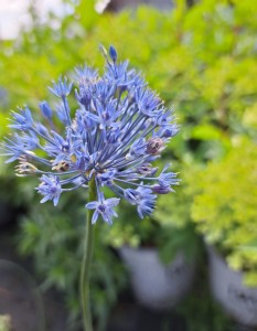 Czosnek błękitny Allium careulum