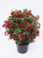sundaville-classic-red_dipladenia-sanderi_16310_2.jpg