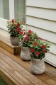 sundaville-classic-red_dipladenia-sanderi_16310_3.jpg