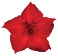 sundaville-classic-red_dipladenia-sanderi_16310_4.jpg