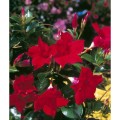 sundaville_red_5.jpg