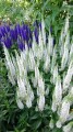 snow-candles_veronica-spicata_75047_1.jpg