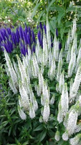 Przetacznik Snow Candles Veronica spicata
