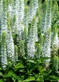 snow-candles_veronica-spicata_75047_2.jpg