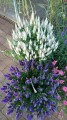 snow-candles_veronica-spicata_75047_3.jpg
