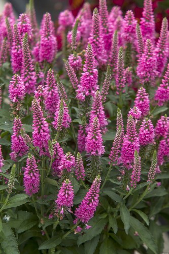 bubblegum-candles_veronica-spicata_74847_1.jpg