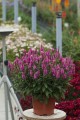 bubblegum-candles_veronica-spicata_74847_2.jpg