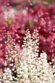 white-revolution_heucherella-hybrida_74486_1.jpg