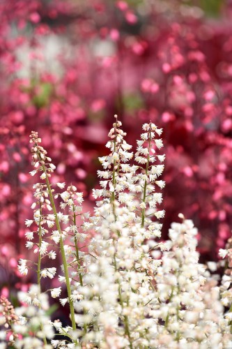 white-revolution_heucherella-hybrida_74486_1.jpg