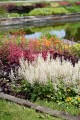 white-revolution_heucherella-hybrida_74486_2.jpg