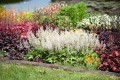 white-revolution_heucherella-hybrida_74486_3.jpg