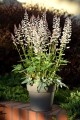 white-revolution_heucherella-hybrida_74486_4.jpg