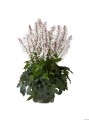 white-revolution_heucherella-hybrida_74486_5.jpg