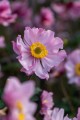 serenade_anemone_73205_1.jpg