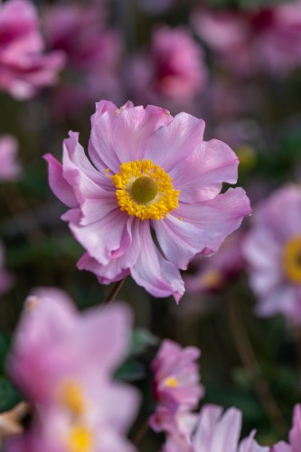 serenade_anemone_73205_1.jpg