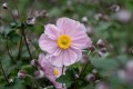 serenade_anemone_73205_2.jpg