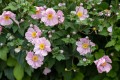serenade_anemone_73205_3.jpg