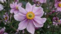 serenade_anemone_73205_4.jpg
