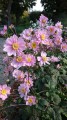 serenade_anemone_73205_5.jpg