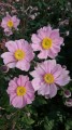 serenade_anemone_73205_6.jpg