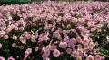serenade_anemone_73205_7.jpg