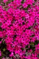 atropurpurea_phlox-subulata_76372_1.jpg