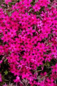 Floks Płomyk szydlasty Phlox subulata Atropurpurea 