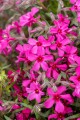 atropurpurea_phlox-subulata_76372_3.jpg