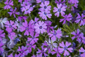 Floks Płomyk szydlasty Phlox subulata Purple Beauty