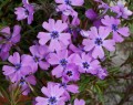 purple-beauty_phlox-subulata_76368_2.jpg